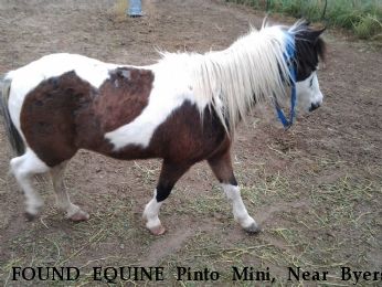 FOUND EQUINE Pinto Mini, Near Byers, CO, 80103